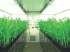 Hgr grow rooms